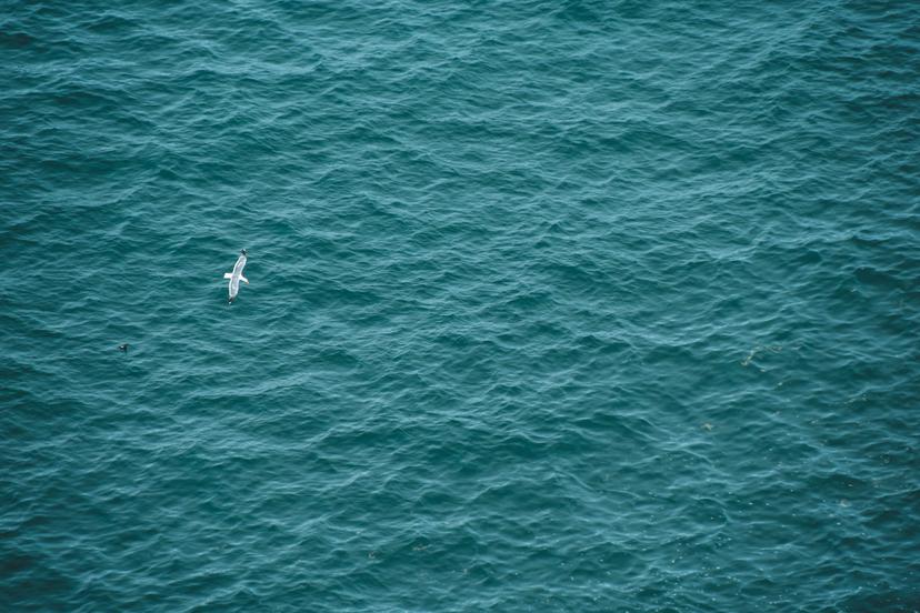 Animals photograph 1
