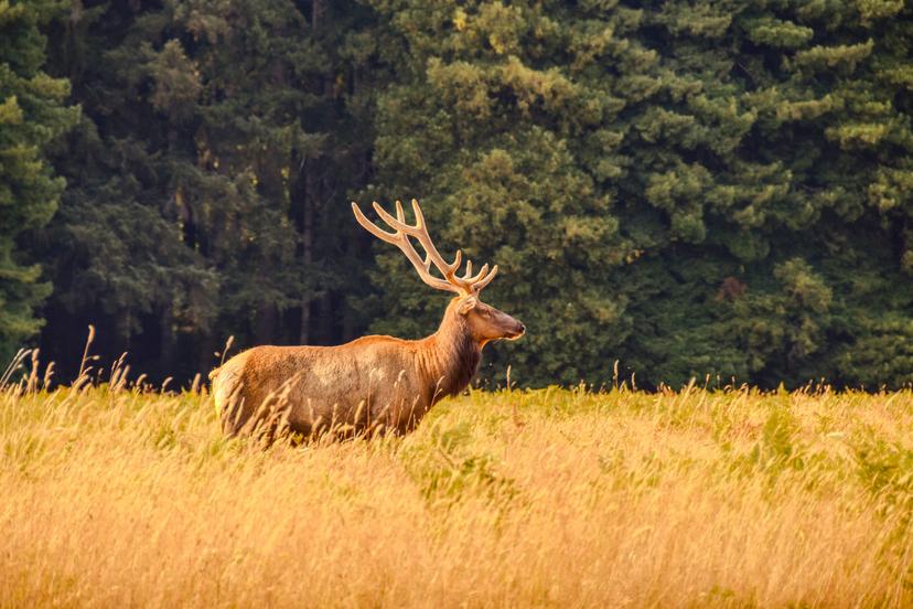 Animals photograph 3