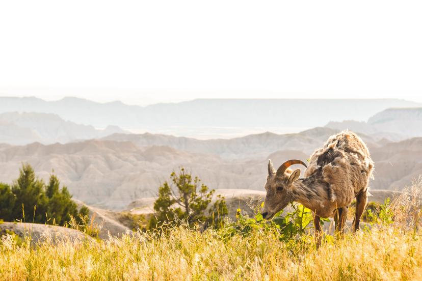 Animals photograph 4