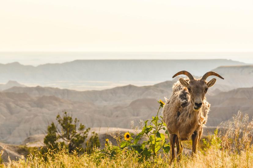 Animals photograph 5