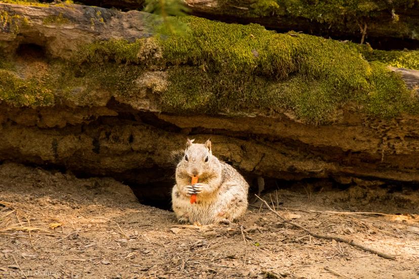 Animals photograph 6