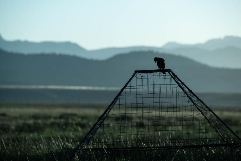 Animals photograph 7