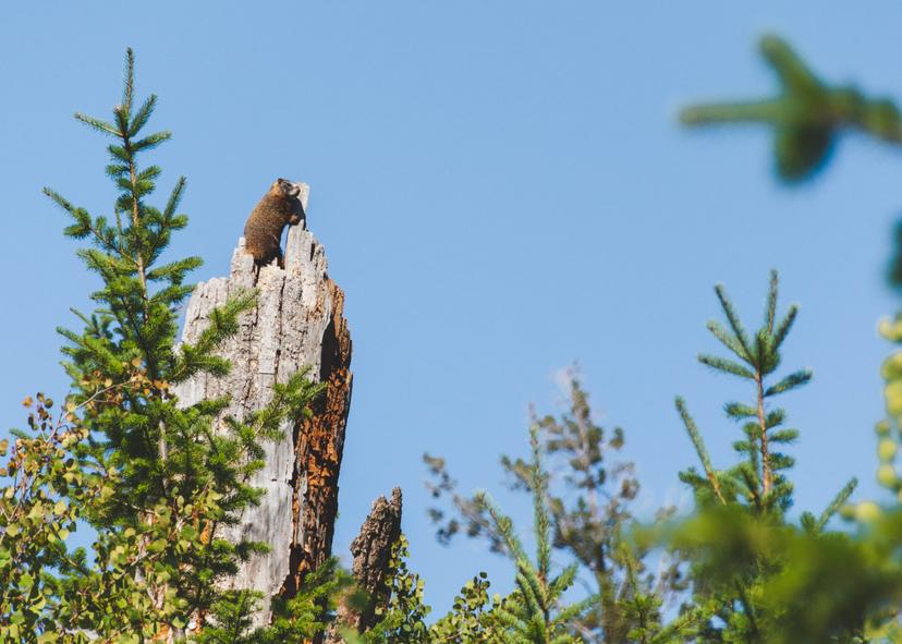 Animals photograph 11