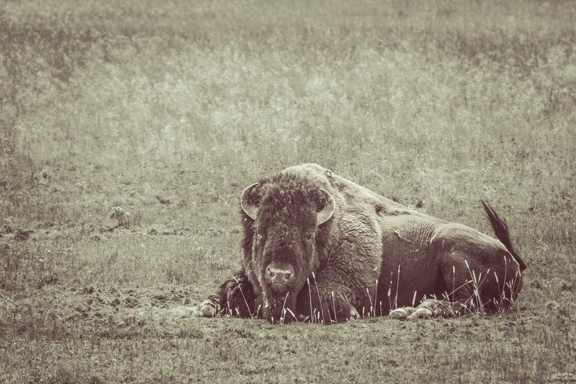 Animals photograph 12