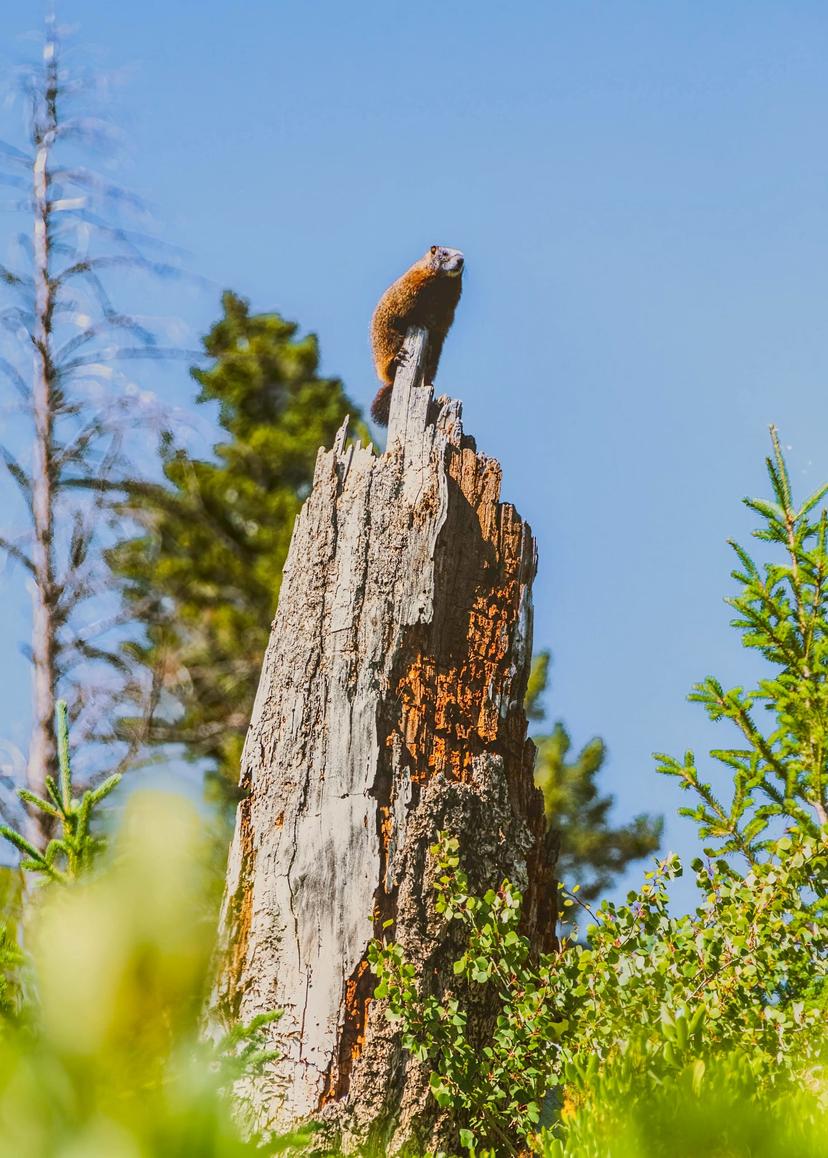 Animals photograph 13