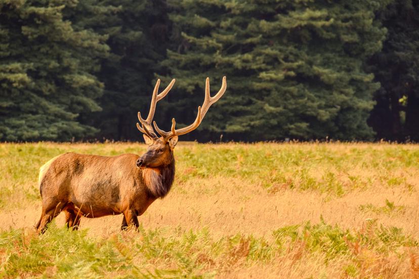 Animals photograph 14