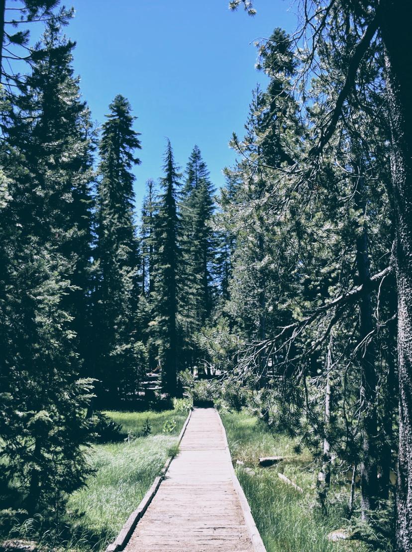 Summer photograph 4