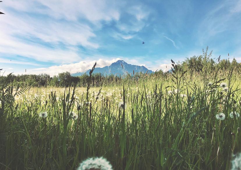 Summer photograph 9