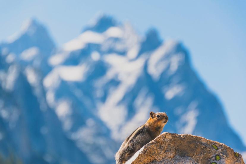Grand Tetons photograph 7