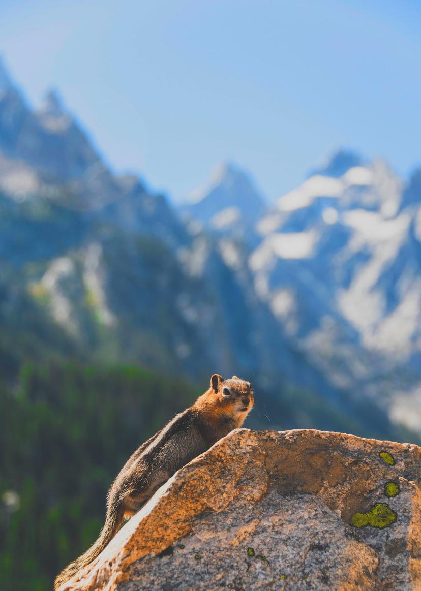 Grand Tetons photograph 8