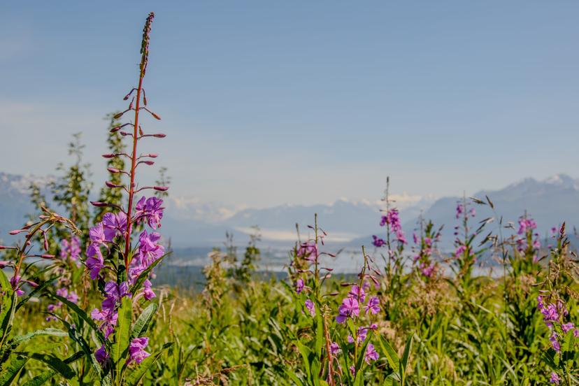 Alaska photograph 29