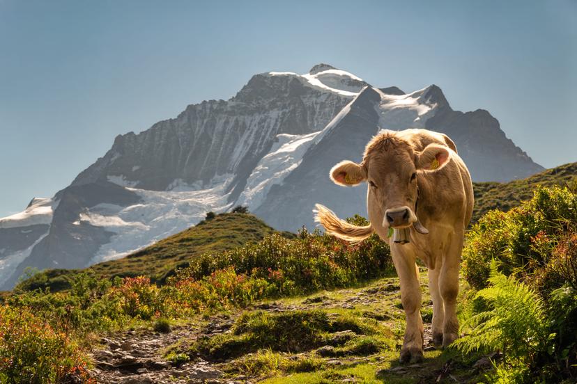 Switzerland photograph 12