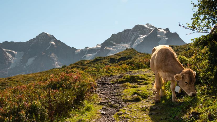 Switzerland photograph 13
