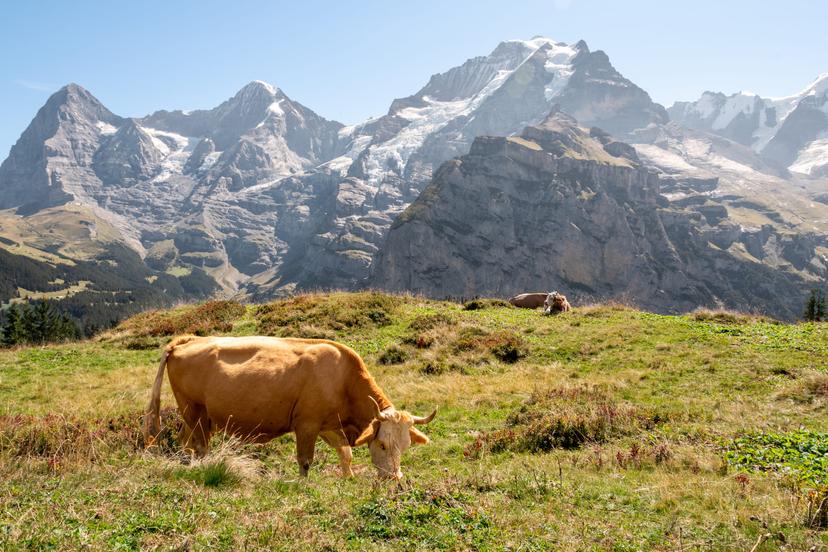Switzerland photograph 23