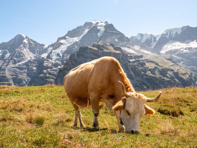 Switzerland photograph 26